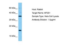 AP2S1 Rabbit anti-Human, Polyclonal, Novus Biologicals 0.1 mL | Buy Online | Novus Biologicals | Fisher Scientific